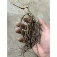 Clematis Bulbs, Decorative Garden, Climbers, Perennials, Gardening,Many