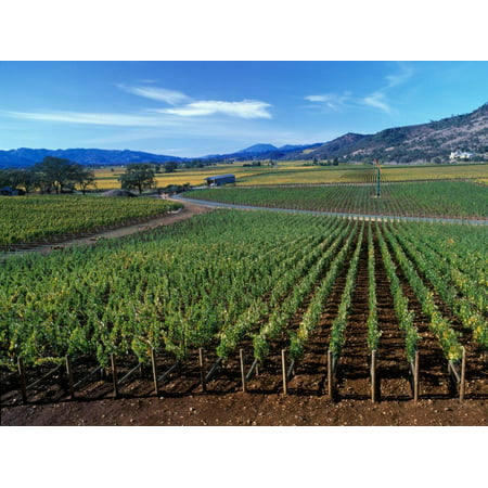 Vineyards along the Silverado Trail, Miner Family Winery, Oakville, Napa Valley, California Print Wall Art By Karen