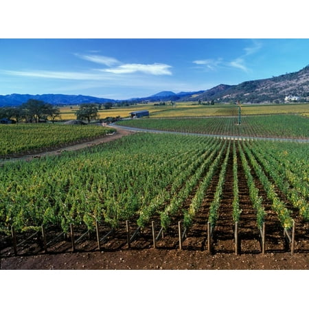Oakville Napa Valley - Vineyards along the Silverado Trail, Miner Family Winery, Oakville, Napa Valley, California Print Wall Art By Karen Muschenetz