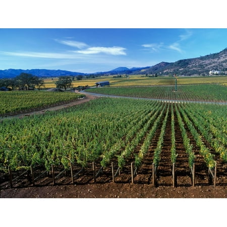 Vineyards along the Silverado Trail, Miner Family Winery, Oakville, Napa Valley, California Print Wall Art By Karen (Best Boutique Wineries In Napa)