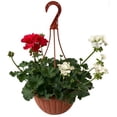 thumbnail image 2 of planta geranio malvon, 2 of 6