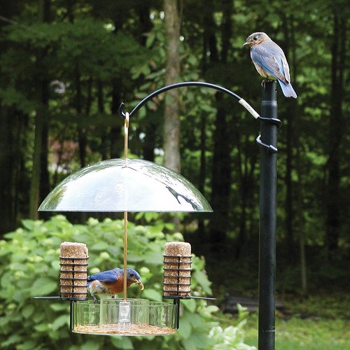 Birds Choice Supper Dome Bluebird Suet Bird Feeder