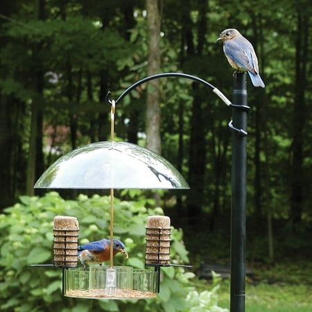 Birds Choice Supper Dome Bluebird Suet Bird Feeder ...