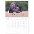 thumbnail image 6 of White-tailed eagle in Poland (Monthly Wall Calendar 2026 16.5 x 23.4 (open)), CALVENDO 14 Month Calendar, 6 of 9
