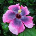 thumbnail image 3 of GSDWIUEW Glamaours 150pcs Japanese Hibiscus Seeds, 3 of 4