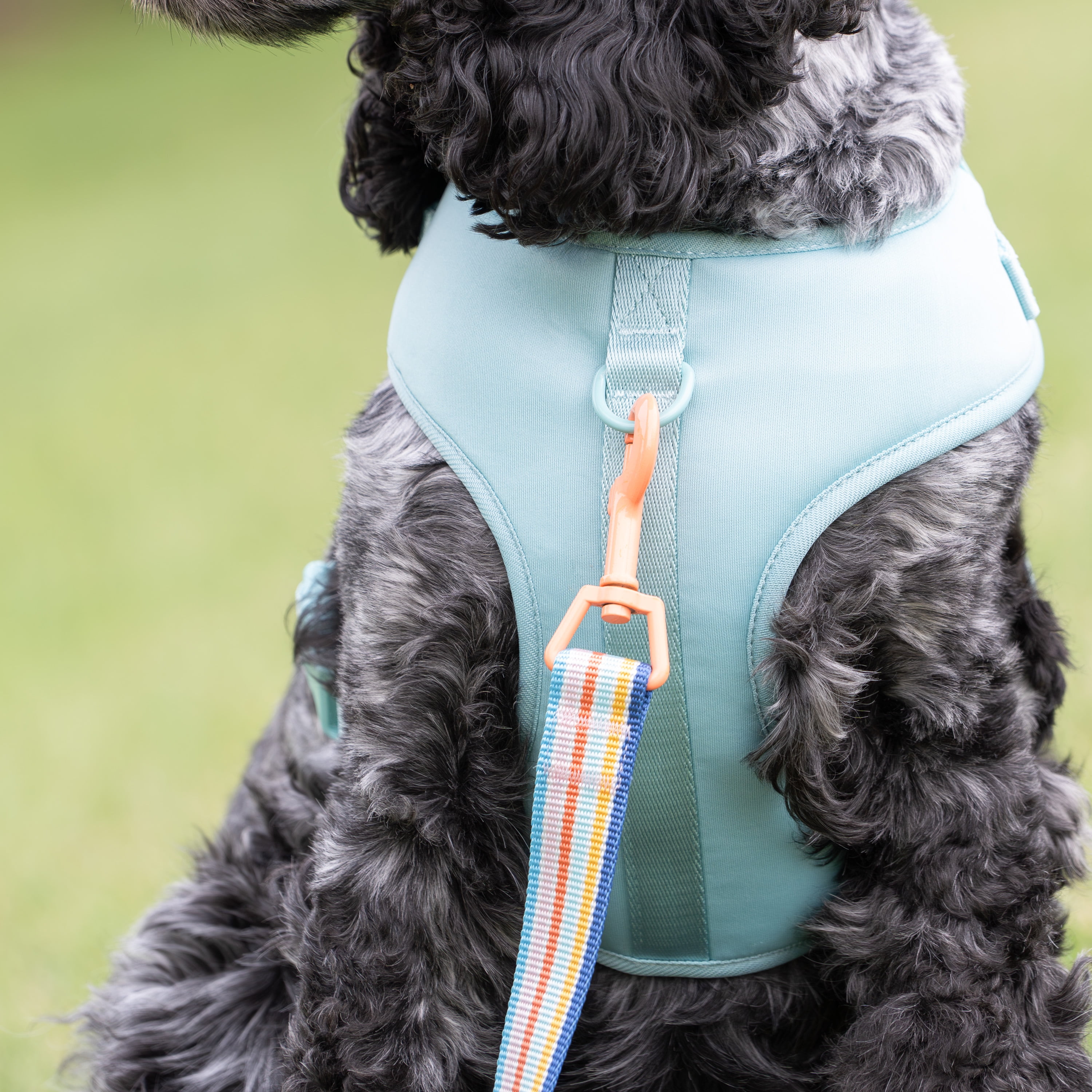 Vibrant Life Polyester & Spandex Adjustable Dog Harness, Blue, Medium