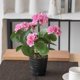 thumbnail image 4 of Flores artificiales, plantas artificiales, flores falsas, flores de manzano silvestre simuladas, plantas en macetas, adecuadas para la decoración del hogar y la oficina, maceta de plástico., 4 of 6