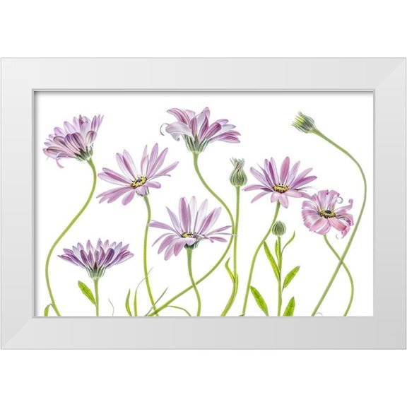 Disher, Mandy 14x11 White Modern Wood Framed Museum Art Print Titled - Cape Daisies