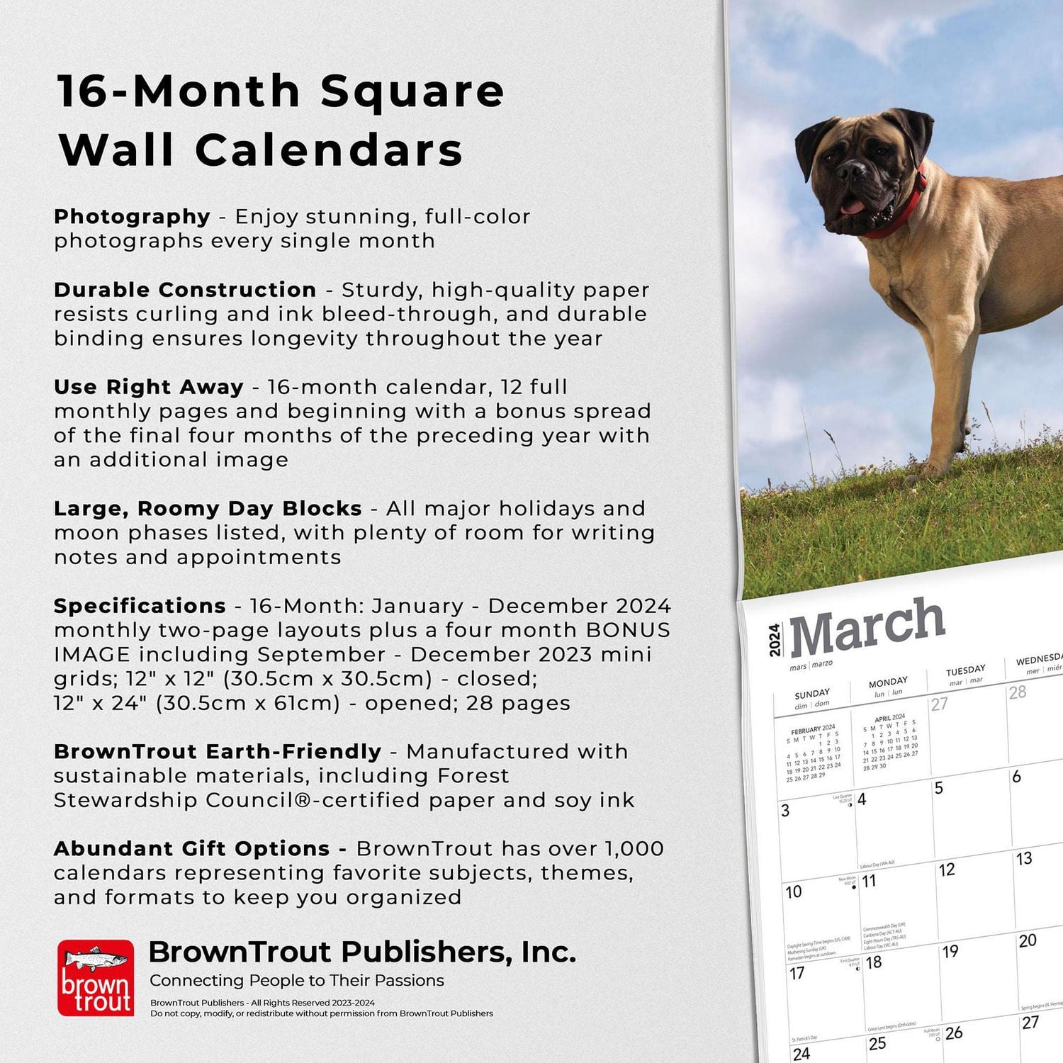 BrownTrout Bullmastiffs 2024 12x24 Inch Square Wall Calendar, 9781975470685