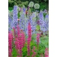 thumbnail image 2 of Gulin, Sylvia 24x32 Black Ornate Wood Framed with Double Matting Museum Art Print Titled - Oregon-Salem springtime garden with Lupine-Allum and Delphinium, 2 of 4