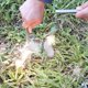 thumbnail image 4 of Arrancador de fuego de pedernal perforado de ferrocerio de supervivencia de 4 pulgadas, kit de barra de ferro con mango de campo de paracord y percutor TUNC Sencillez, 4 of 5
