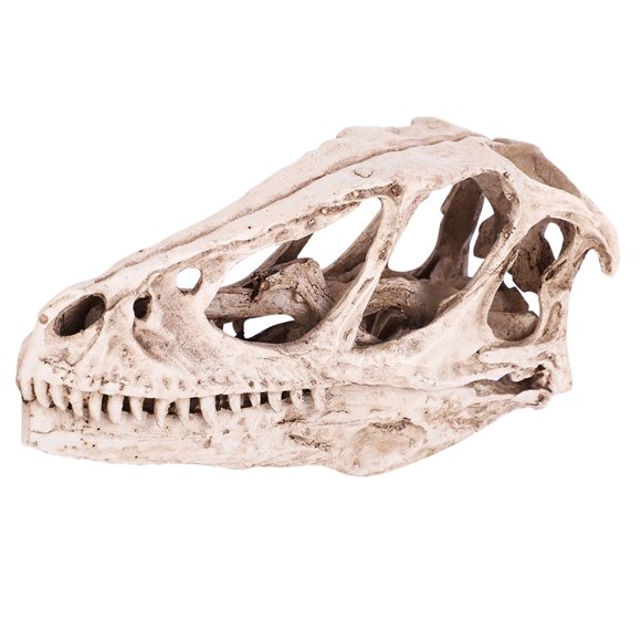 Dinosaur Skull Model, High Simulation Vivid Ancient Animal Skeleton for Home Office Decoration