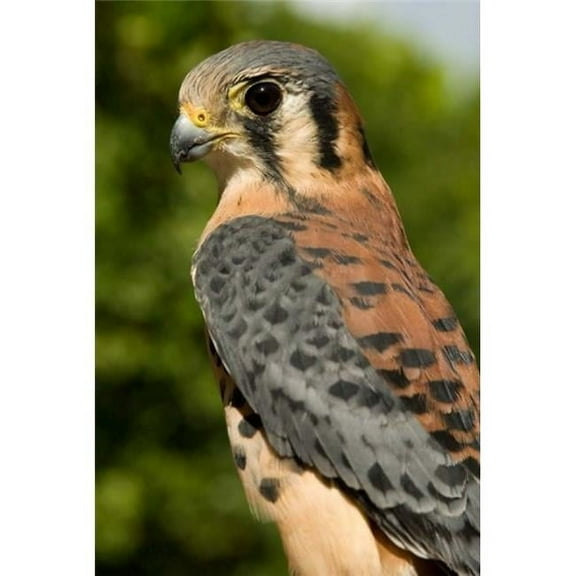 Usvi St Croix Rescued American Kestrel Bird Poster Print by Alison Jones - 18 x 26 in.
