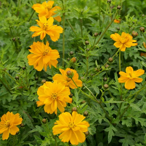 Outsidepride Cosmos Sulphureus Gold - 2000 Seeds