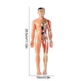 thumbnail image 3 of Human Body Skeleton Model Kits Study Tools Teaching Removable Assembly 3D, 3 of 8