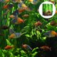 thumbnail image 4 of unbranded 1Ud Cueva De Resina 3D Para Acuario Con De Bambú Color Surtido Para Hábitat, 4 of 6