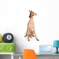 thumbnail image 1 of Italian Greyhound Puppy White Wall Decal by Wallmonkeys Peel and Stick Graphic (36 in H x 17 in W) WM297537, 1 of 4