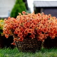 thumbnail image 3 of 12 Bundles Artificial Fake Flowers Outdoor Faux Greenery Boxwood Plants No Fade UV Resistant Silk Flowers Autumn Home Garden Farmhouse Decor (Fall Orange), 3 of 8