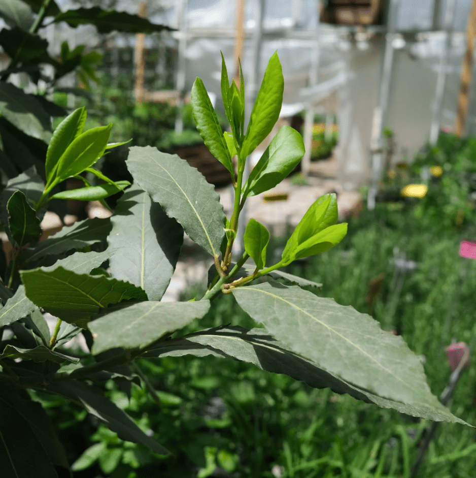 Bay Leaf Plant Live, Laurus Nobilis Bay Laurel Tree for Indoor or Outdoor Planting, 4-7 Inch Tall