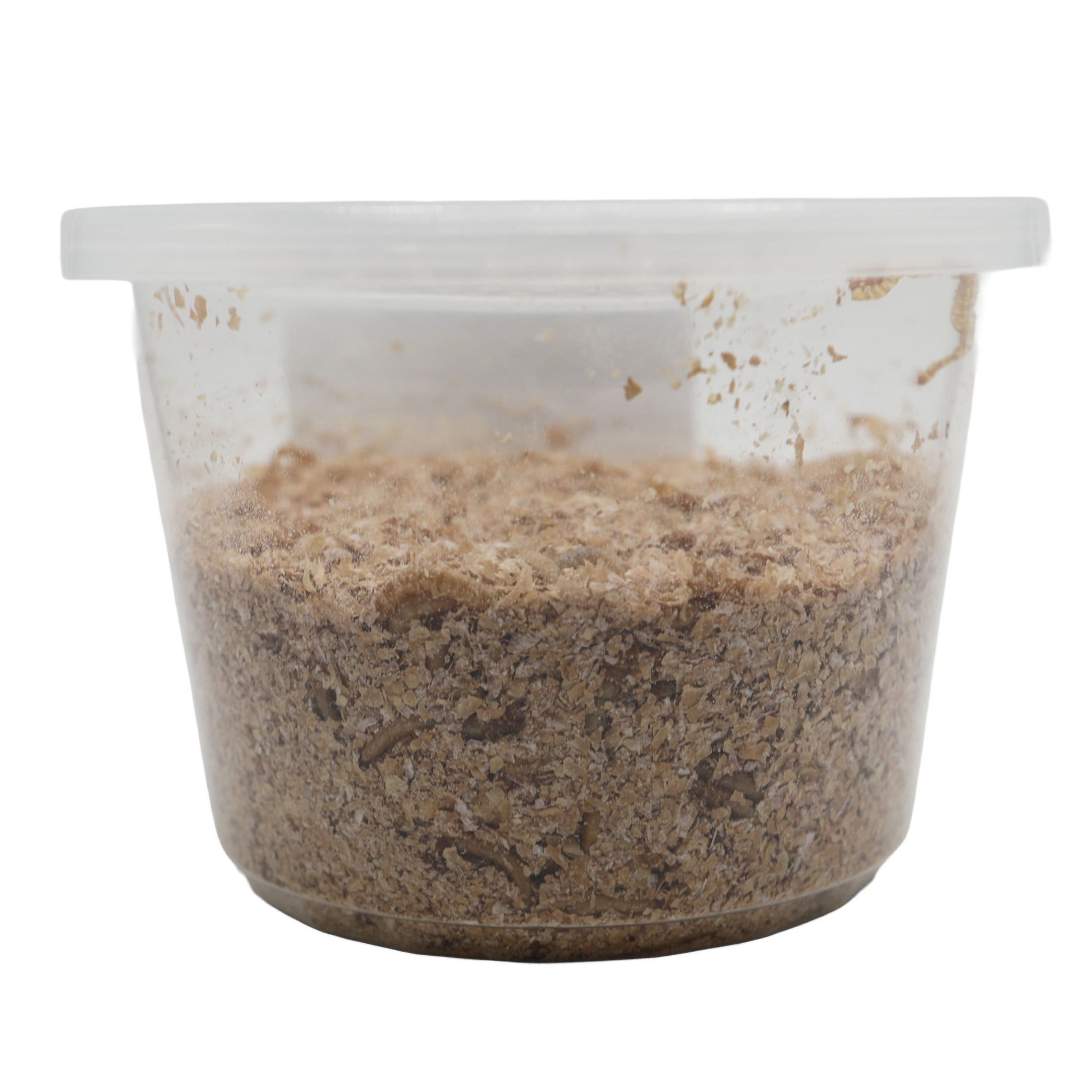 ReptiCulture Mealworm 250 ct