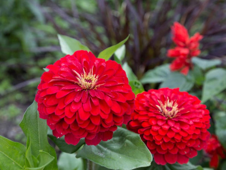 30 Seeds Cherry Queen Zinnia , Drought and Dormant Plant, Open-Pollinated Zinnia Flowers