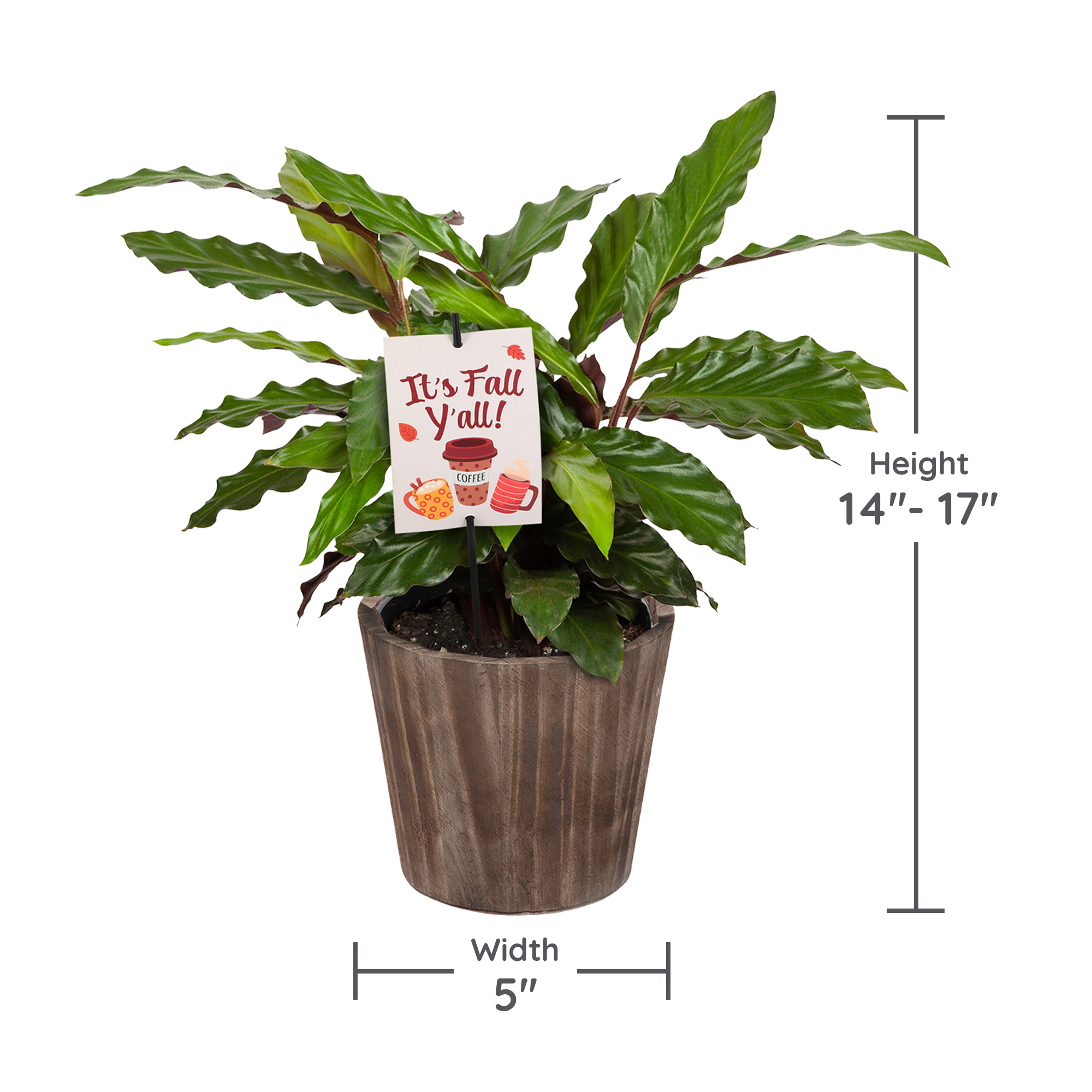 5" Calathea in Brown Wilson Wood Planter – It’s Fall Y’all
