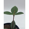 thumbnail image 5 of Peperomia Puteolata, 4 inch, Stilt Peperomia, Parallel Peperomia, 5 of 9