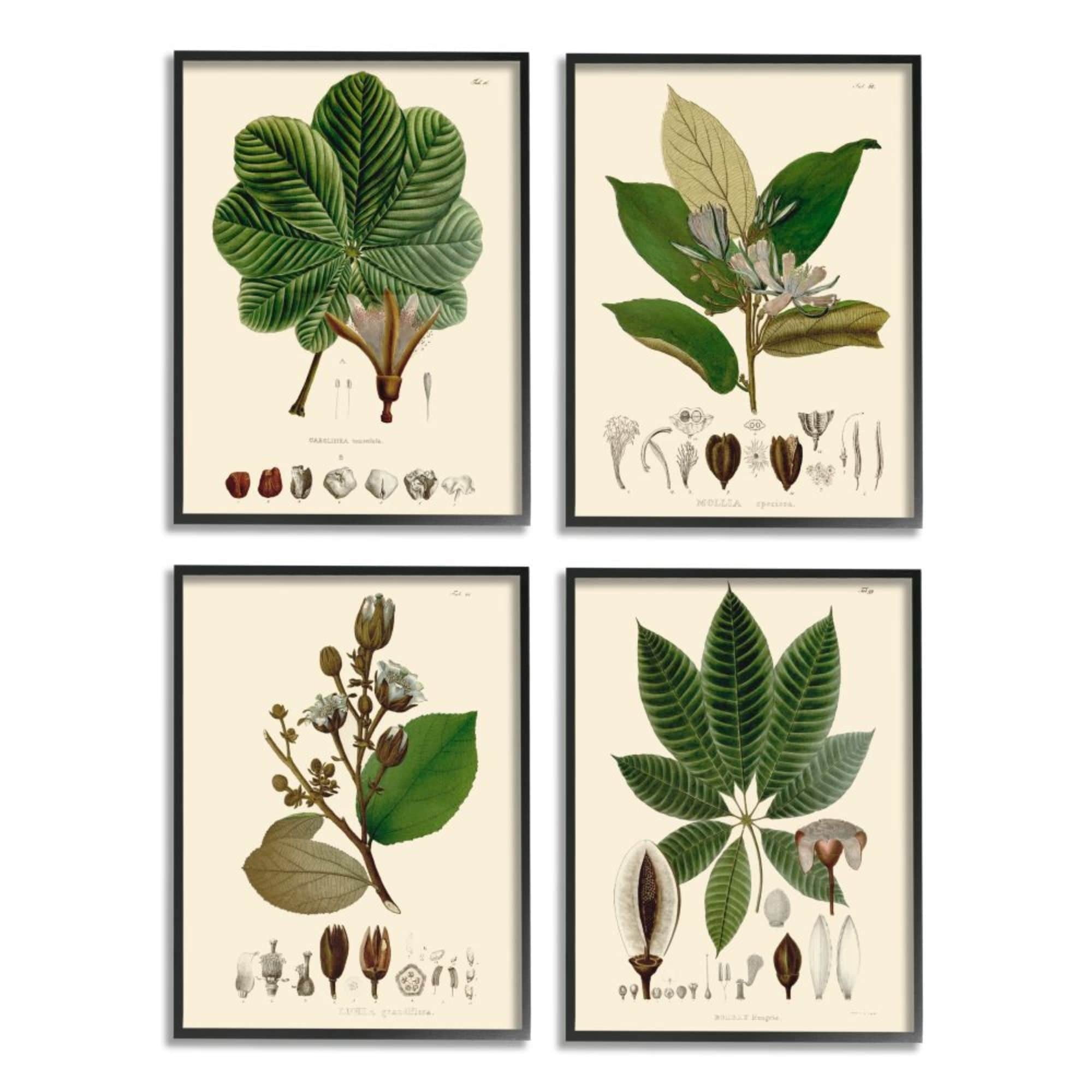 Stupell Industries Plant Anatomy Chart Vintage Scientific Illustration Design by Unknown Artist