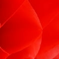 thumbnail image 2 of FRCOLOR Lanternes 60 Pcs Lanternes en Papier Plastique Rouges Lanternes Rondes en Papier Plastique Lanternes Chinoises Pliables en Plastique Lanternes Suspendues Festives,5.12"X5.12"X7.87 Pouces, 2 of 4