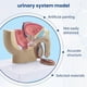 thumbnail image 4 of 1:2 Male Pelvic Sagittal Section Testicular Prostate Bladder Rectal Urinary System Model, 4 of 5
