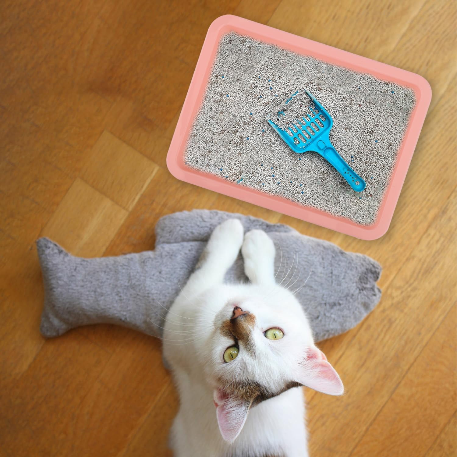5pcs Shallow Cat Litter Boxes - Plastic Cat Litter Trays & Pans for Indoor Kittens (5 Colors)
