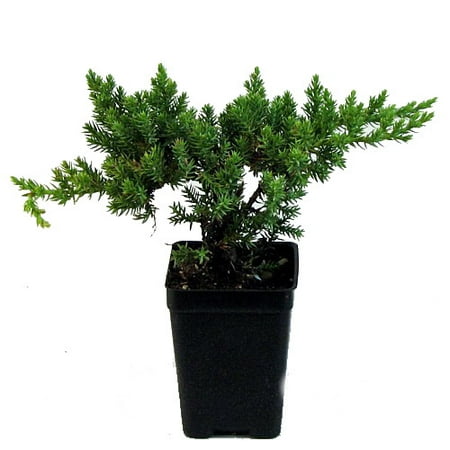 Japanese Juniper Bonsai Starter Tree - 3&quot; pot - Walmart.com