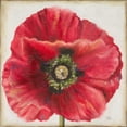 thumbnail image 3 of Pinto, Patricia 20x20 Black Modern Framed Museum Art Print Titled - Red Poppy, 3 of 5
