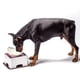 thumbnail image 2 of BRILLAR Mesa de alimentación de plástico ajustable para mascotas con almohadilla de silicona antideslizante para perros pequeños y gatos (tamaño pequeño), 2 of 5