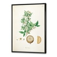 thumbnail image 3 of Designart 'Ancient Plant Life X' Farmhouse Framed Canvas Wall Art Print, 3 of 5