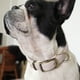 thumbnail image 3 of Collar de piel para perros - Collar acolchado para mascotas - Collar para cachorros auténtico ajustable - adecuado para tamaños pequeños, 3 of 5