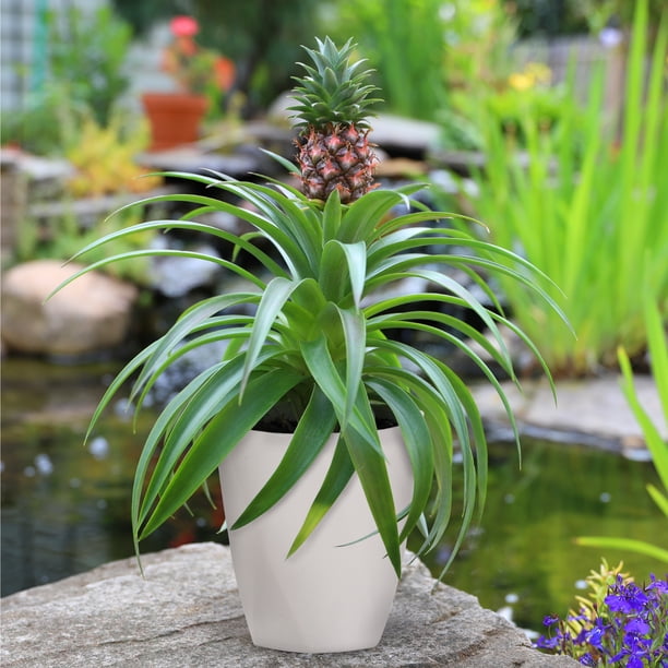 artificial potted succulents Potted Artificial Succulent Plants Set of 5 Small Faux Succulent with – AMG