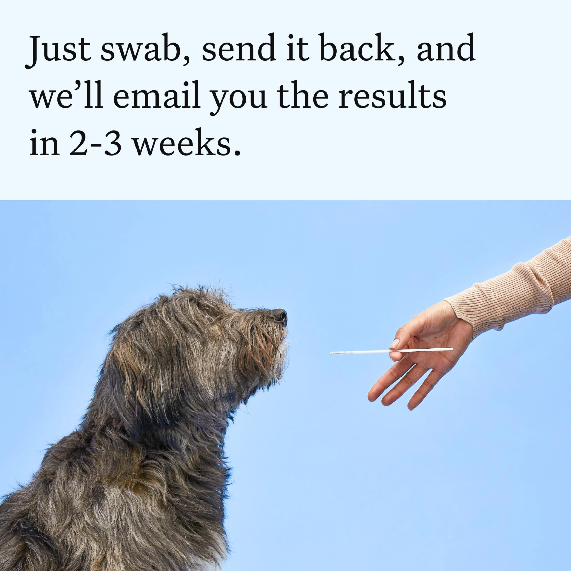 Wisdom Panel Essential Dog DNA Testing Kit, Most Accurate Test, 430+ Dog Breeds, 30 Genetic Health Conditions, 50+ Traits, Relatives, Ancestry, 1 Pack