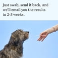 thumbnail image 6 of Wisdom Panel Essential Dog DNA Testing Kit, Most Accurate Test, 430+ Dog Breeds, 30 Genetic Health Conditions, 50+ Traits, Relatives, Ancestry, 1 Pack, 6 of 8