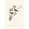 thumbnail image 2 of Gould, John 11x14 Black Ornate Wood Framed with Double Matting Museum Art Print Titled - White-faced Xerophila-Xerophila leucopsis, 2 of 4