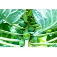 thumbnail image 3 of Churchill Brussels Sprout Seeds for Planting, 300+ Heirloom Seeds Per Packet Non GMO Seeds, Botanical Name Brassica oleracea var. gemmifera, Great Home Garden Gift, 3 of 7