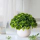thumbnail image 1 of Artificial Plant Pot, Small Potted Decoration, Living Room Countertops Windowsills, Desktop Greenery, Home Decor, Artificial Plants for Home, Realistic Touch, Stylized Design, High Traffic Plants,, 1 of 8