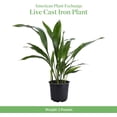 thumbnail image 3 of American Plant Exchange Hardy Cast Iron Live Plants in Pot, 3 of 7