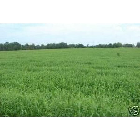 Brown Top Millet Seed - 50 Lbs.