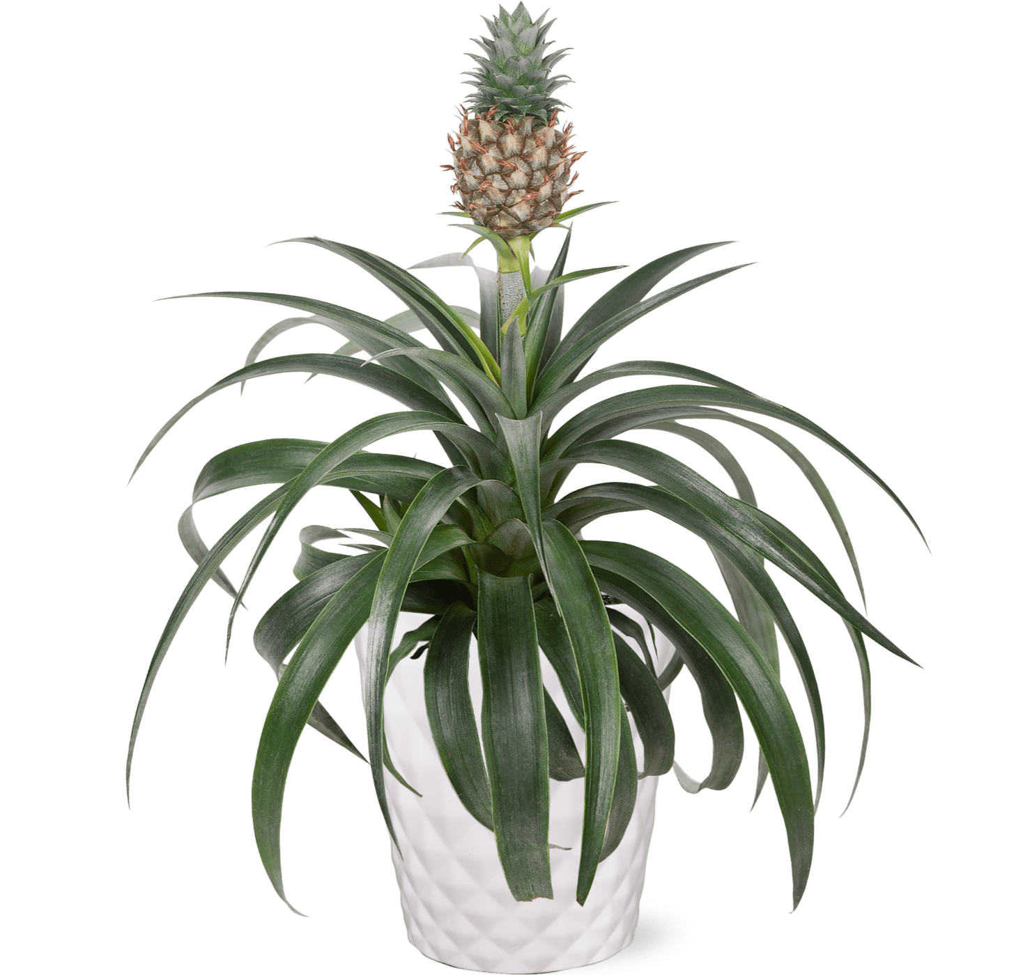 WI 5IN PINEAPPLE BROMELIAD RDC