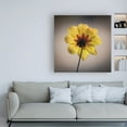 thumbnail image 3 of Trademark Fine Art 'Behind the Flower' Canvas Art by Kurt Shaffer Photographs, 3 of 3
