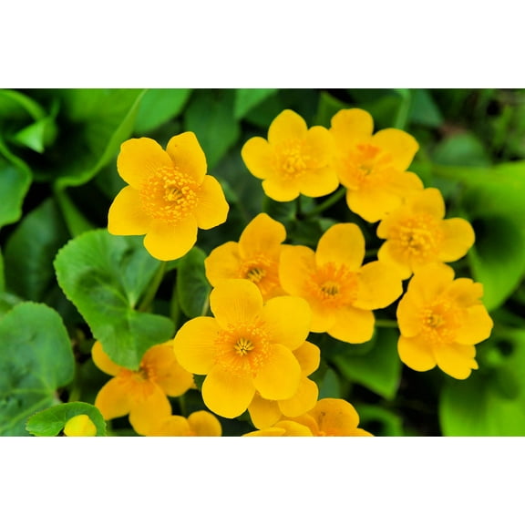 Marsh Marigold Seeds for Planting - 50 Seeds - Caltha palustris - Heirloom & Open-Pollinated Variety, Attracts Bees, Non-GMO Pollinator-Friendly Native Wildflower Seeds