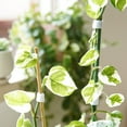 thumbnail image 6 of Guiexla Plant Tie Double Sides Reusable Nylon Hook Loop Garden Supports Bamboo Cane Wrap Tie for Home Use, 6 of 8