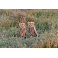thumbnail image 2 of Jaynes Gallery 32x23 White Modern Wood Framed Museum Art Print Titled - Africa-Tanzania-Serengeti National Park Baby cheetahs close-up, 2 of 4