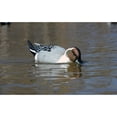 thumbnail image 2 of Higdon Battleship Swimmer PRO Pintail Drake Motion Duck Decoy, 2 of 2